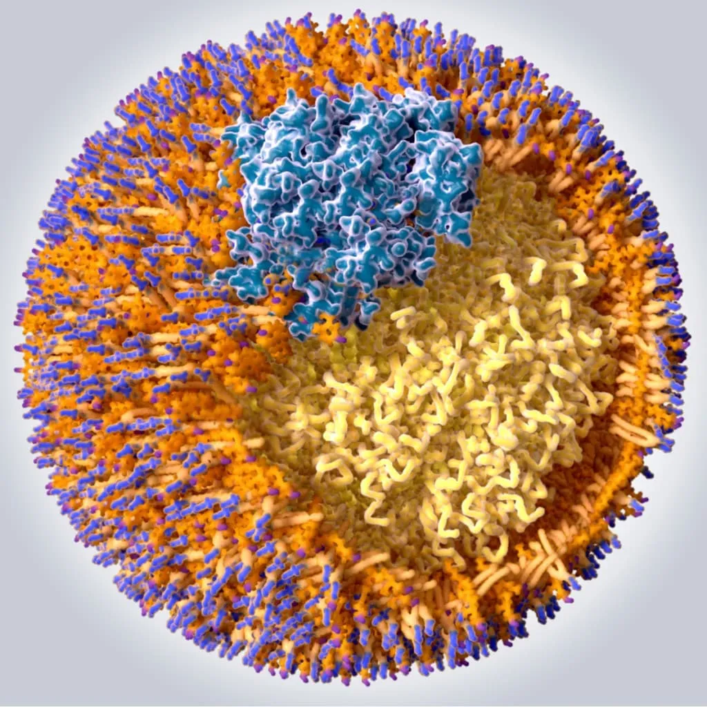 LDL lipoproteins
