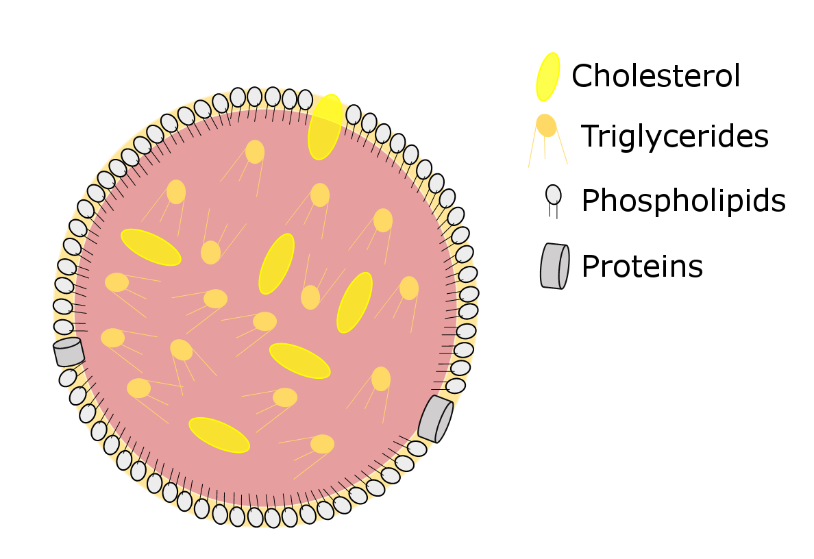Lipoprotein