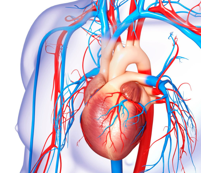 corazón sistema circulatorio