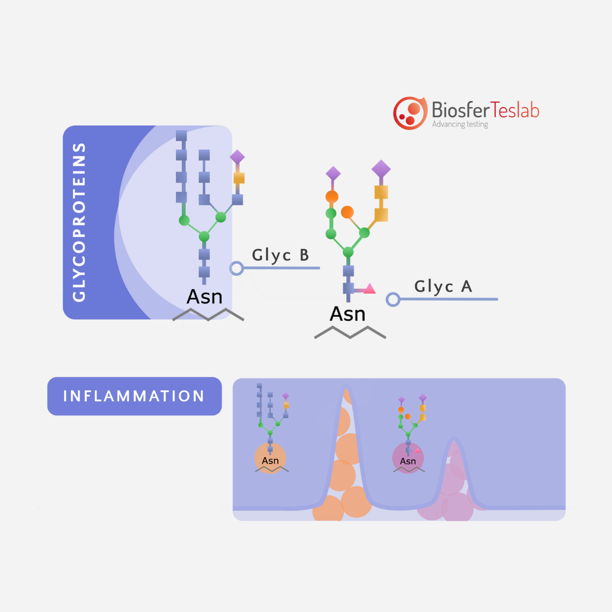 Decoding Animal Metabolism (5)
