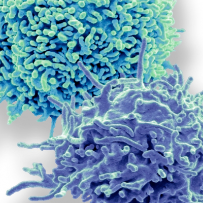 immune system cells